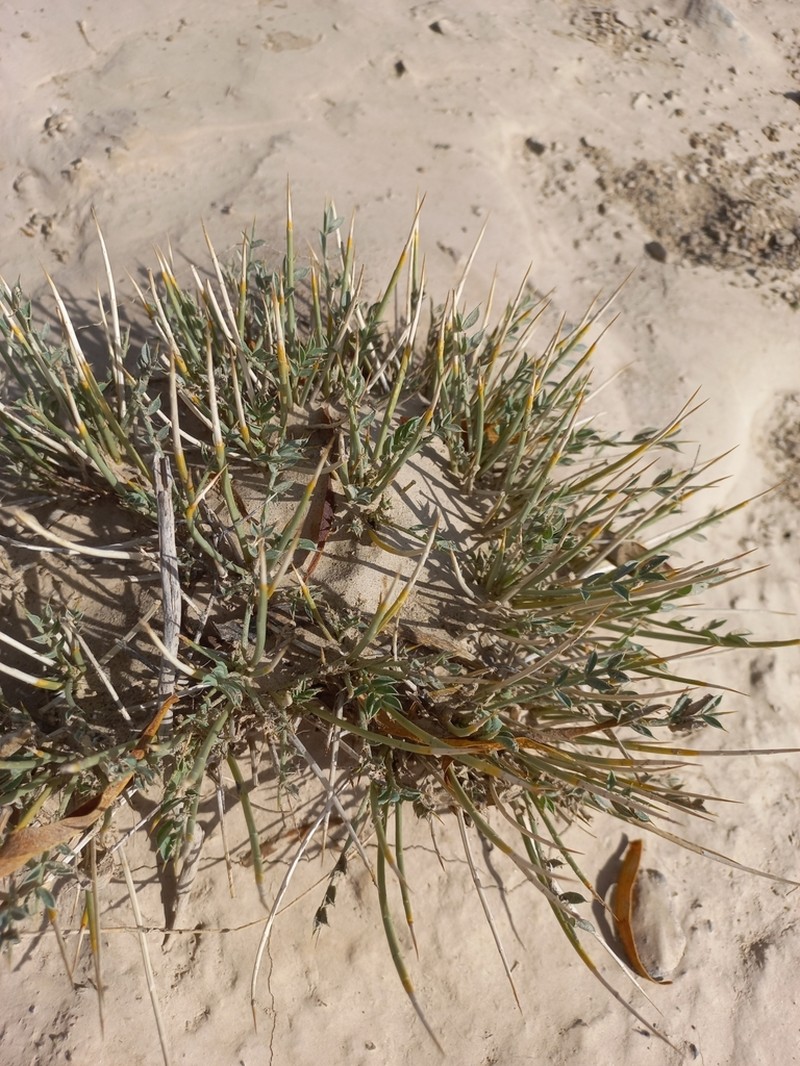 Astragalus ovoideus photo 8