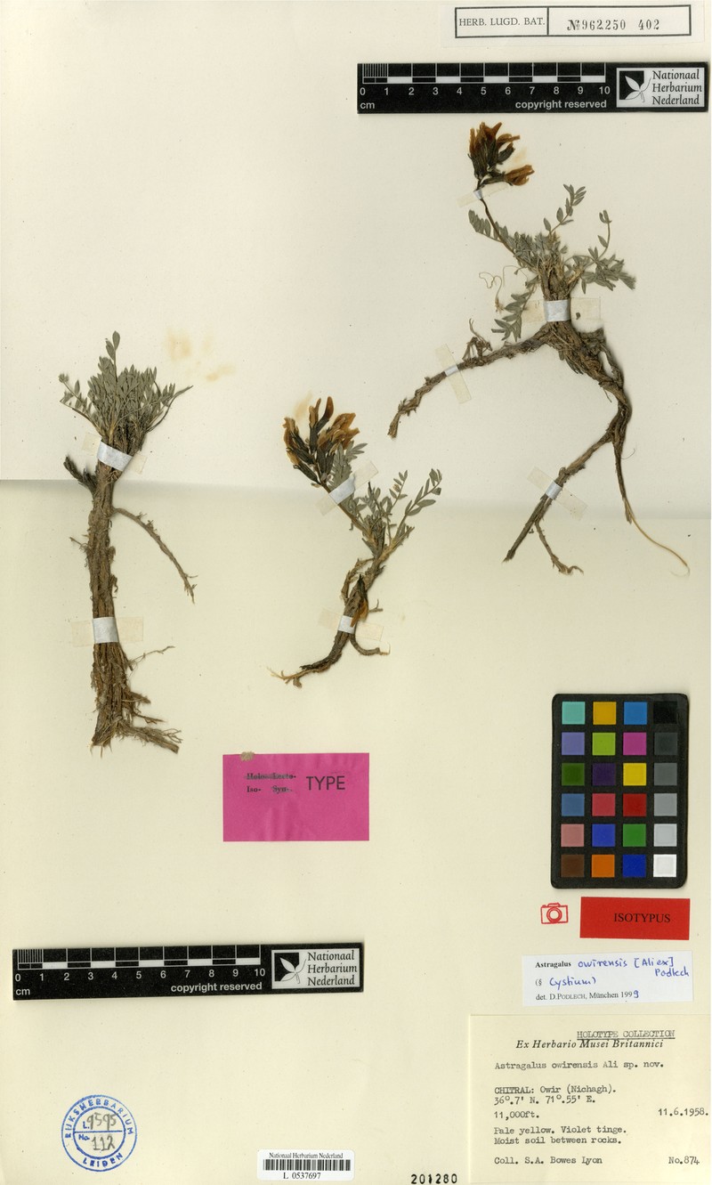 Astragalus owirensis