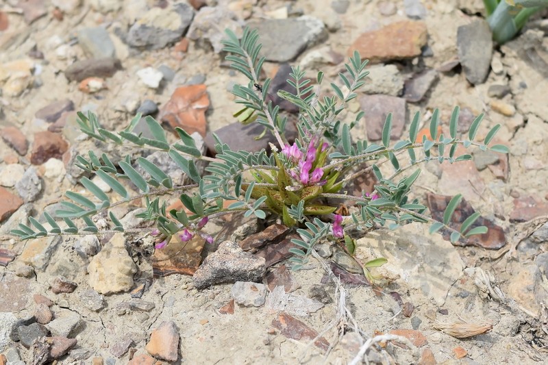 Astragalus oxyglottis