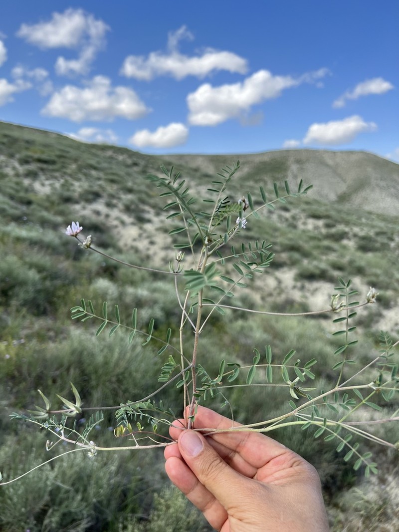 Astragalus oxyglottis photo 2