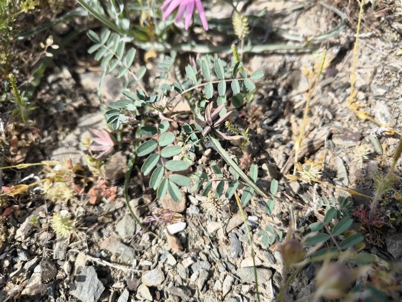 Astragalus oxyglottis photo 3