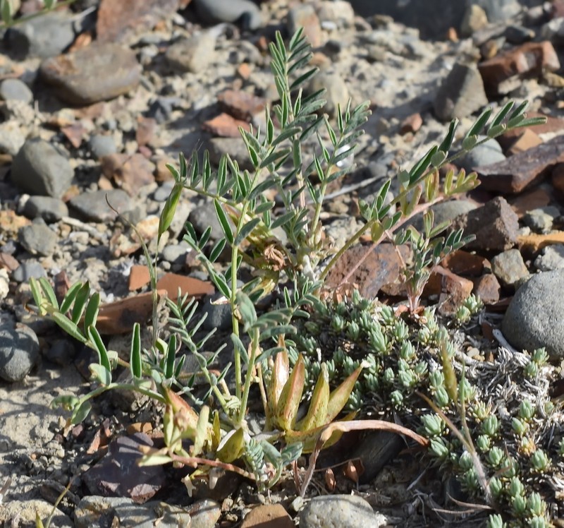 Astragalus oxyglottis photo 4