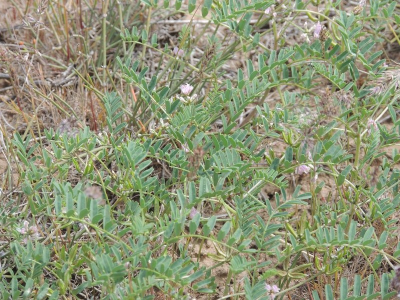 Astragalus oxyglottis photo 5