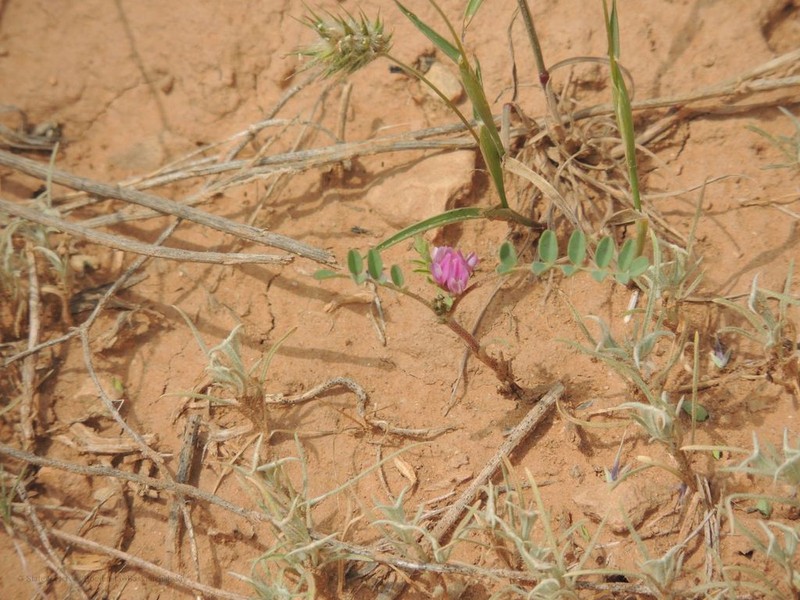 Astragalus oxyglottis photo 6