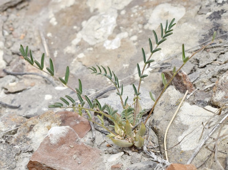 Astragalus oxyglottis photo 7