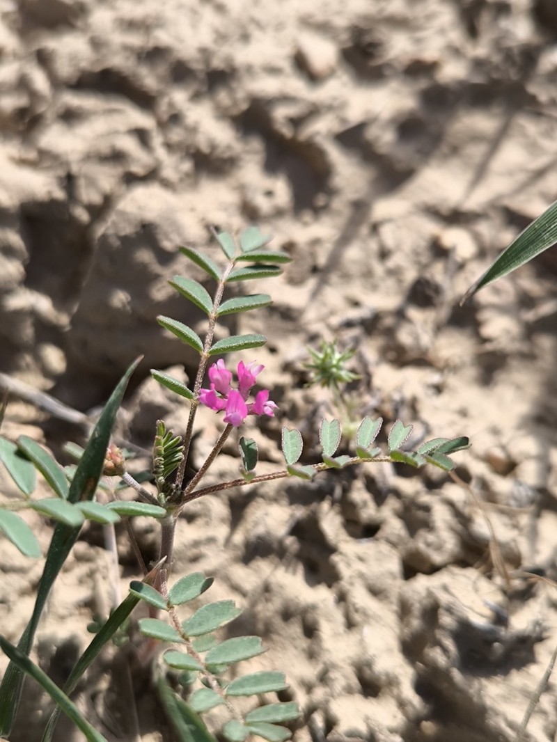 Astragalus oxyglottis photo 8