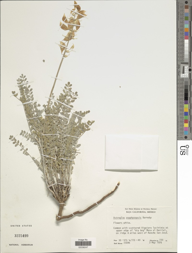 Astragalus oxyphysopsis photo 2