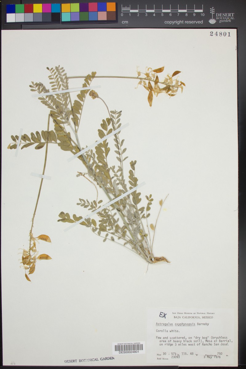 Astragalus oxyphysopsis photo 3