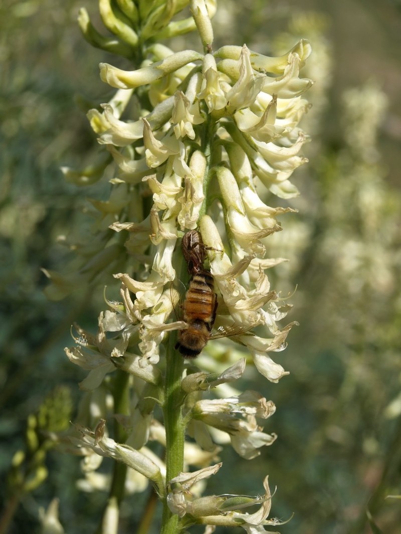 Mt. Diablo Milkvetch photo 3