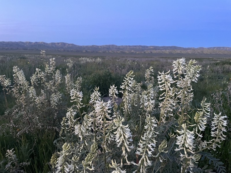Mt. Diablo Milkvetch photo 4