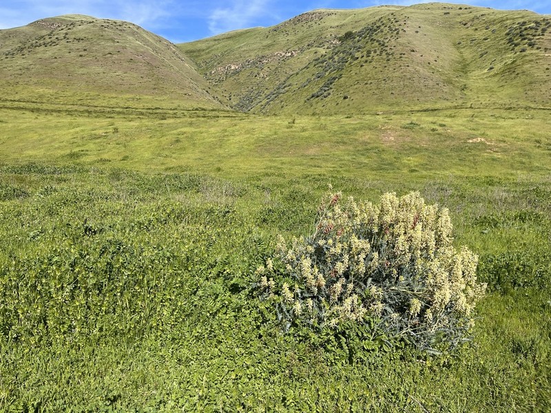 Mt. Diablo Milkvetch photo 5