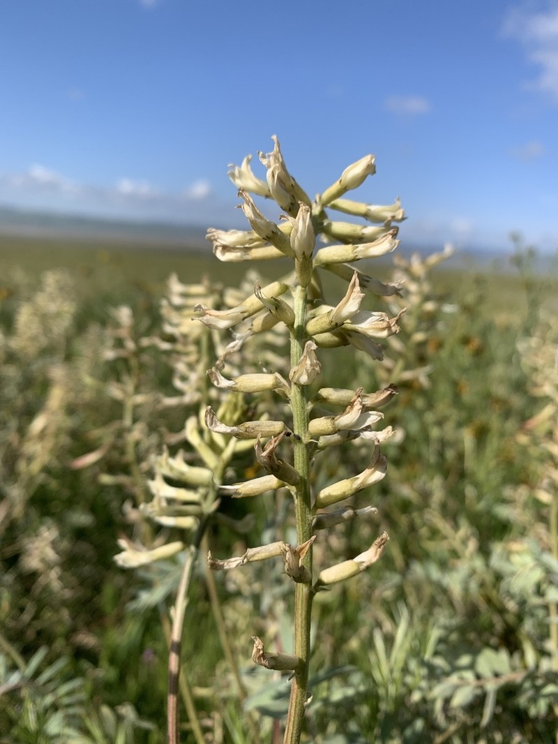 Mt. Diablo Milkvetch photo 6