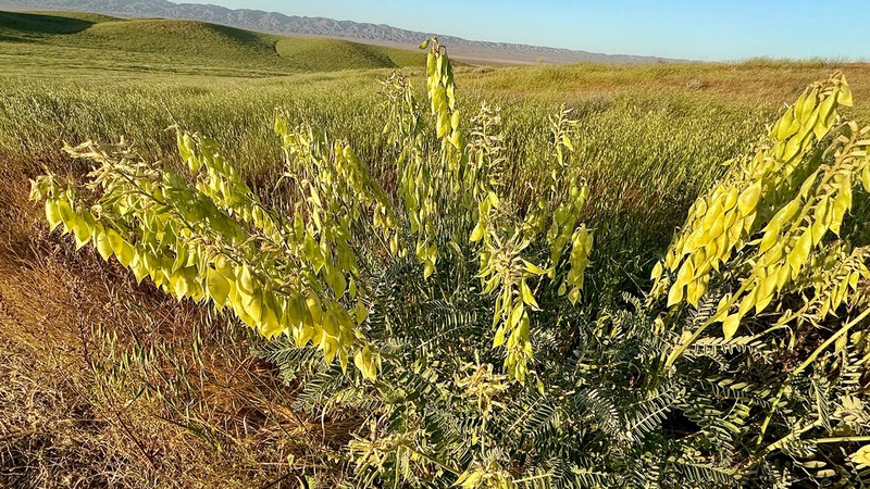 Mt. Diablo Milkvetch photo 7