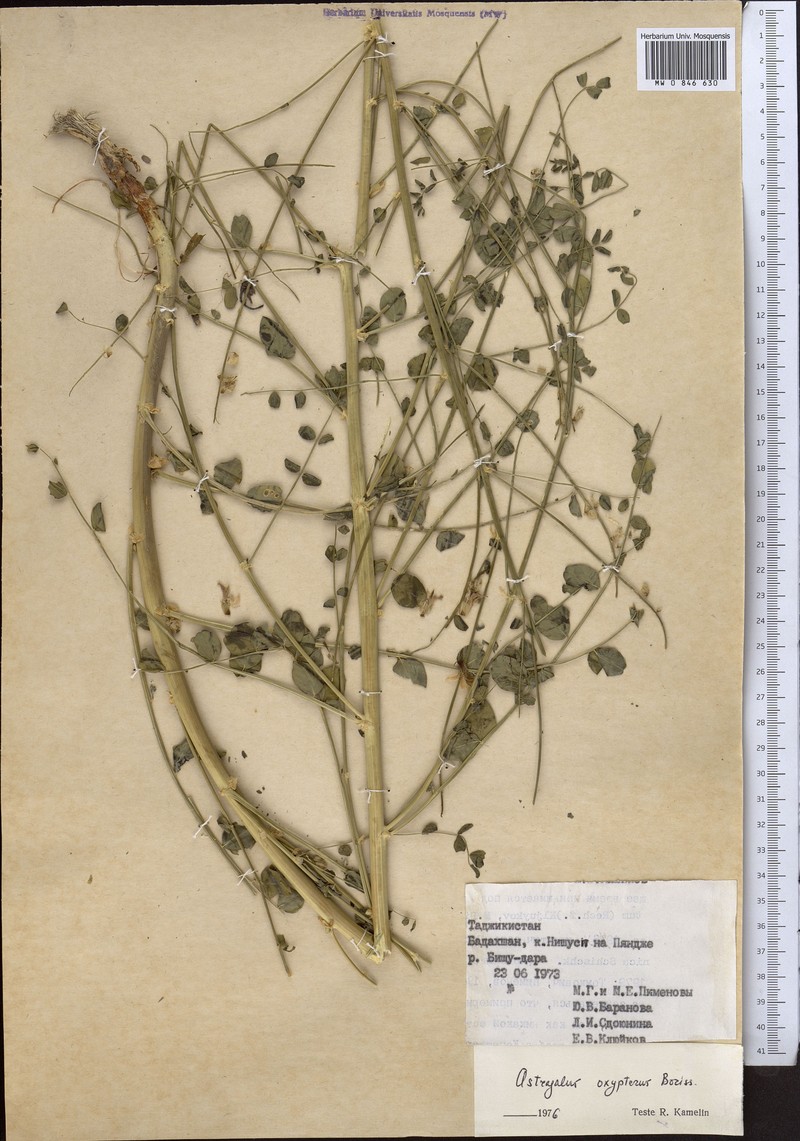 Astragalus oxypterus