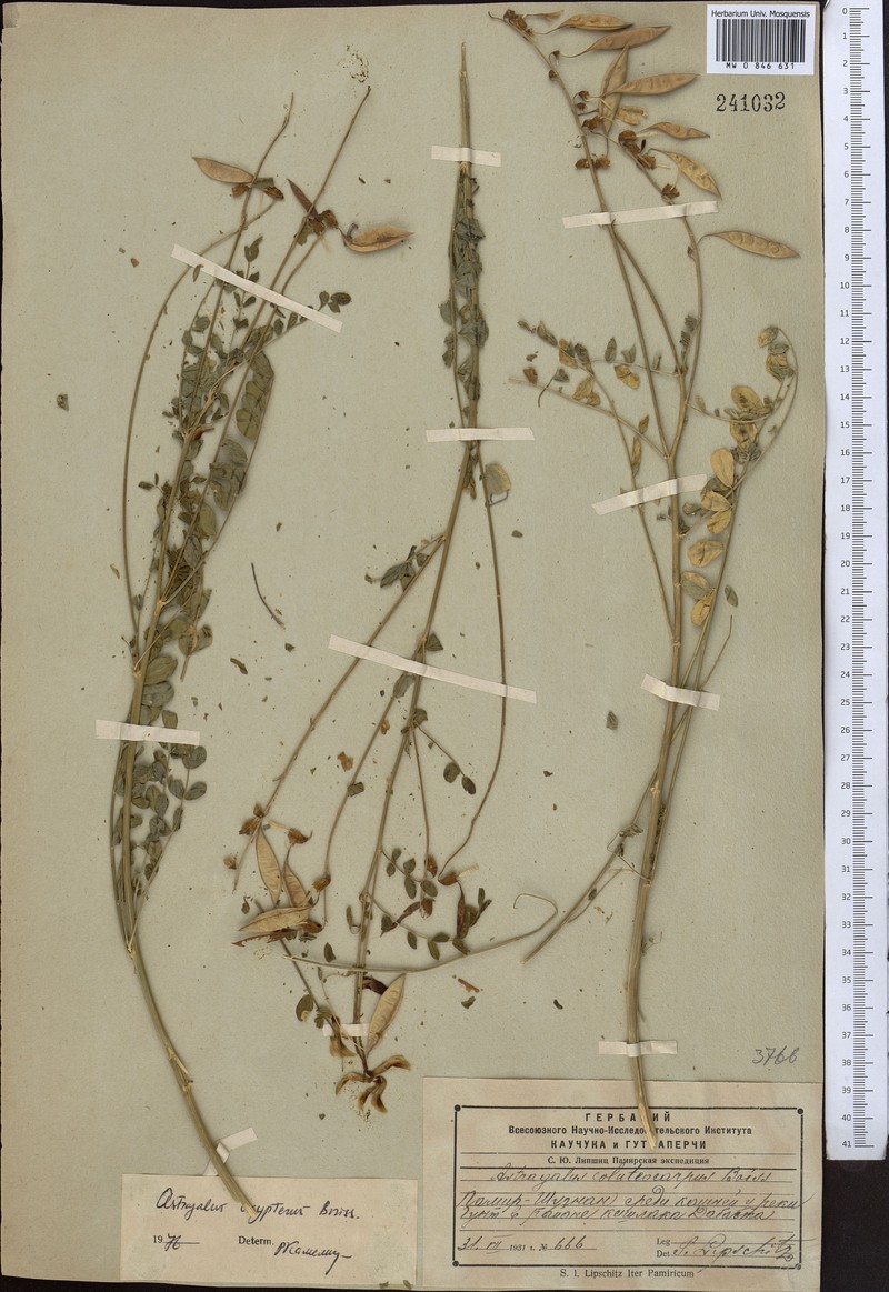 Astragalus oxypterus photo 2