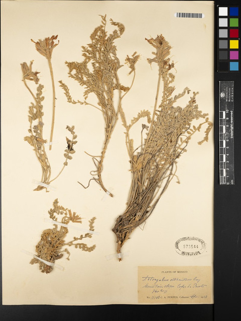 Astragalus oxyrhynchus