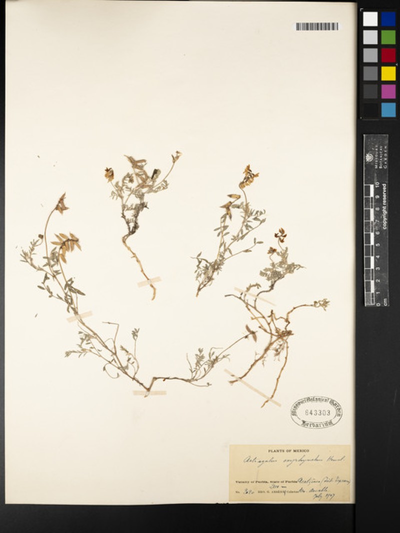 Astragalus oxyrhynchus photo 2