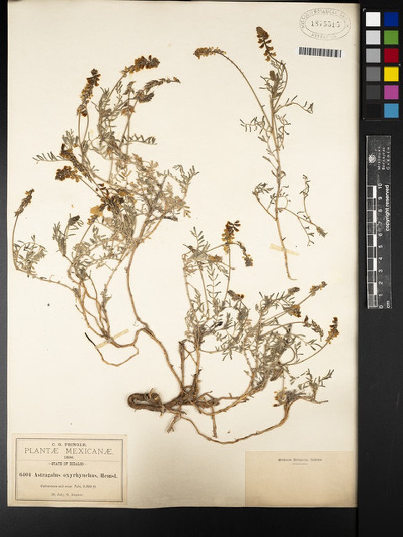 Astragalus oxyrhynchus photo 3