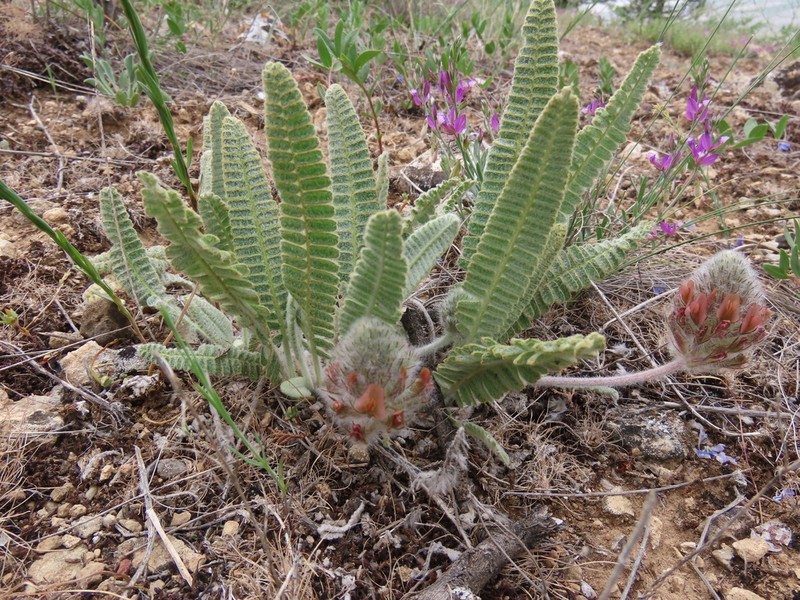 Astragalus oxytropifolius