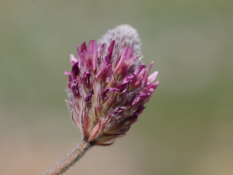 Astragalus oxytropifolius photo 2