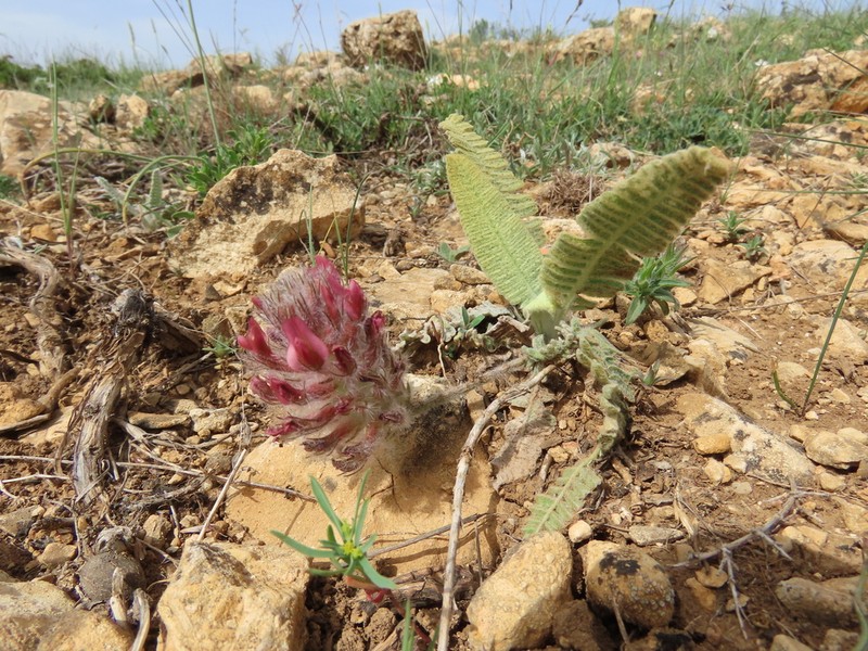 Astragalus oxytropifolius photo 3