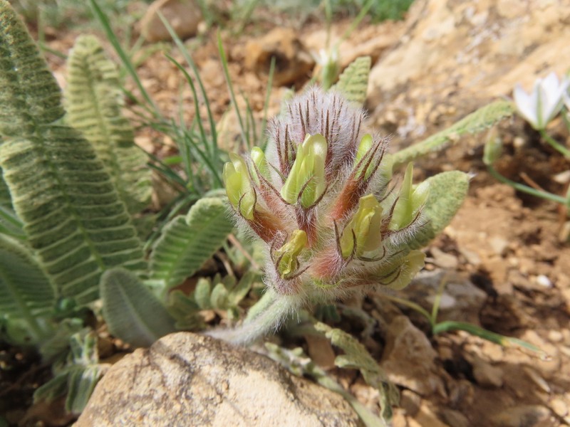 Astragalus oxytropifolius photo 4