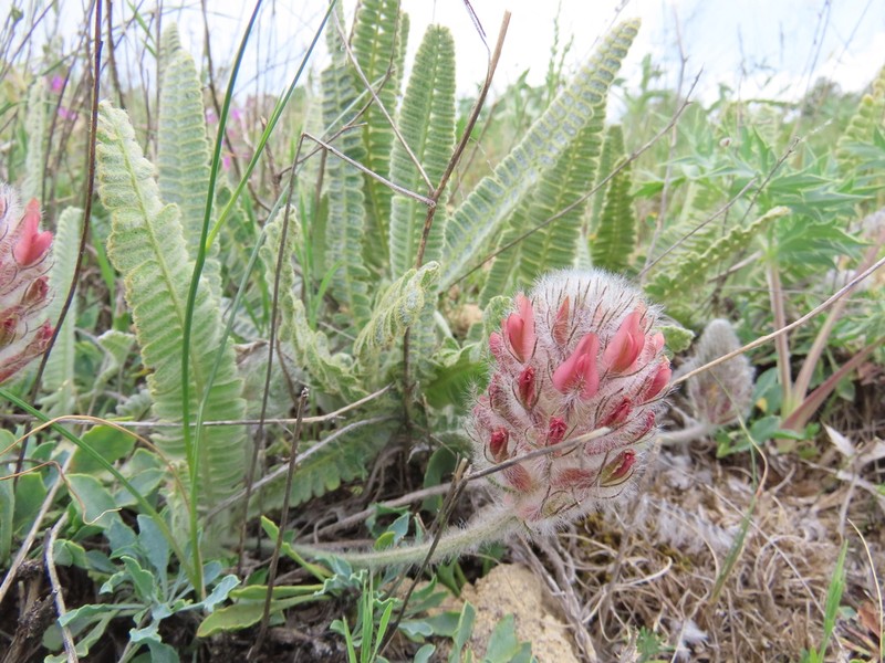 Astragalus oxytropifolius photo 5