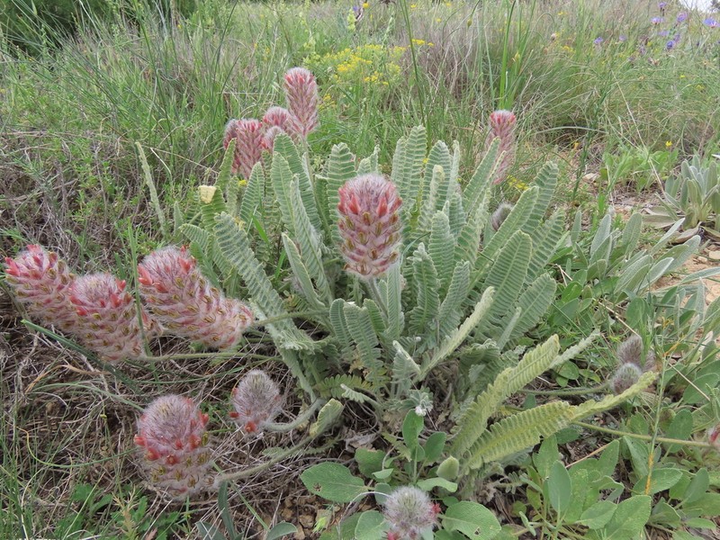 Astragalus oxytropifolius photo 6