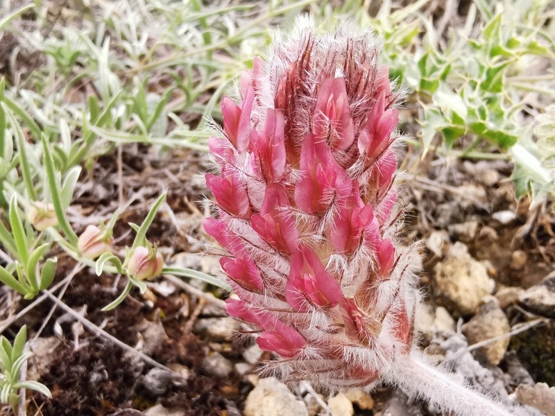 Astragalus oxytropifolius photo 7