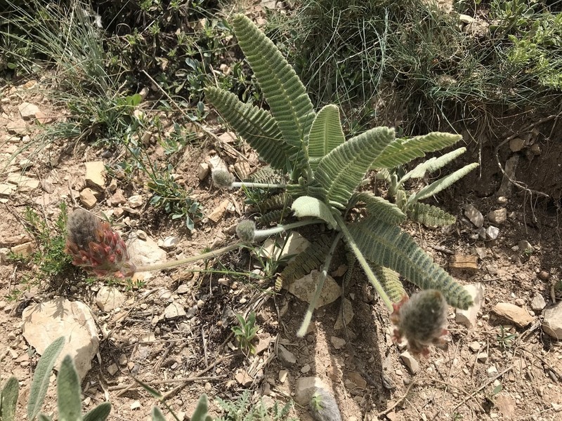 Astragalus oxytropifolius photo 8