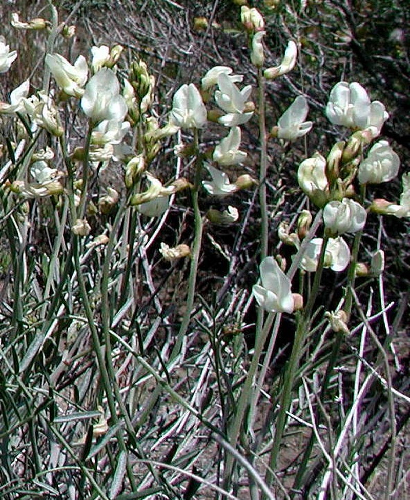 Thickpod Milkvetch photo 2