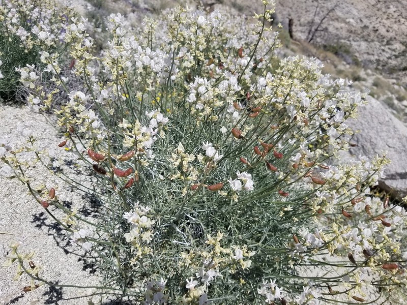 Thickpod Milkvetch photo 3