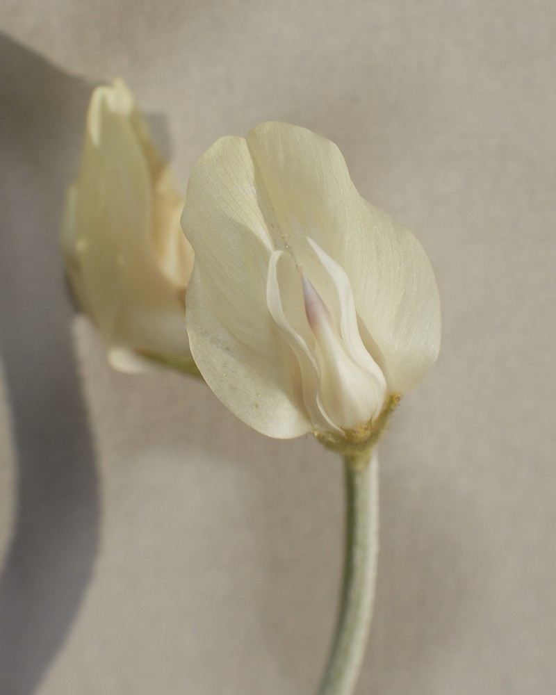 Thickpod Milkvetch photo 4