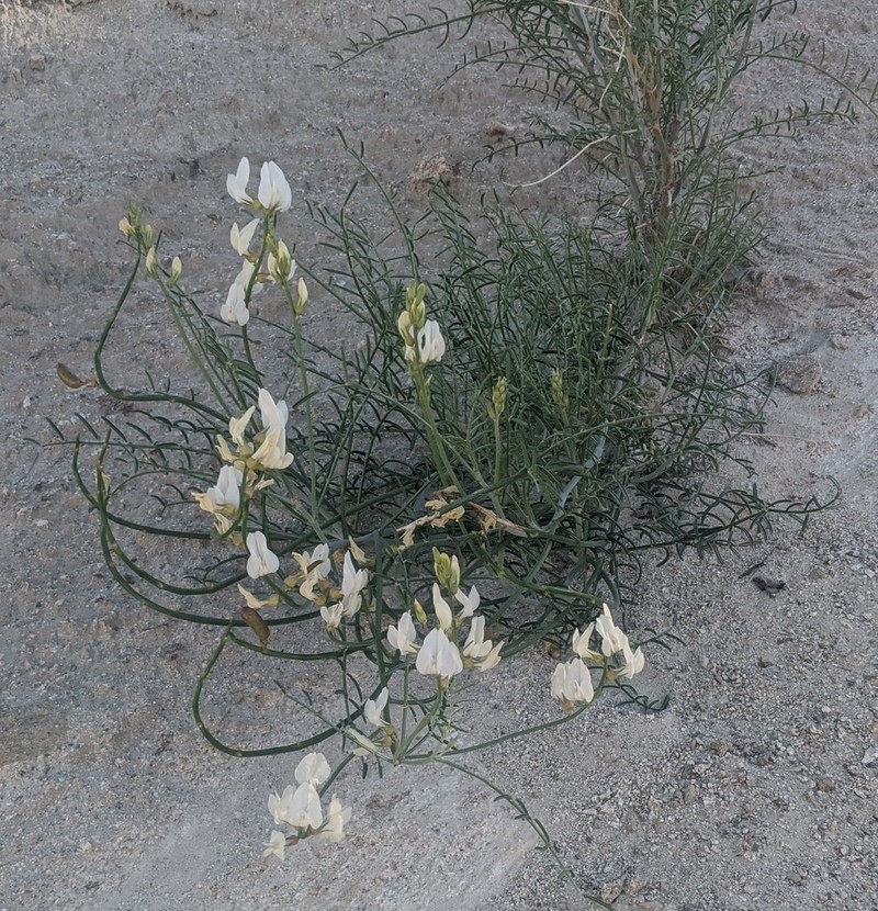 Thickpod Milkvetch photo 5
