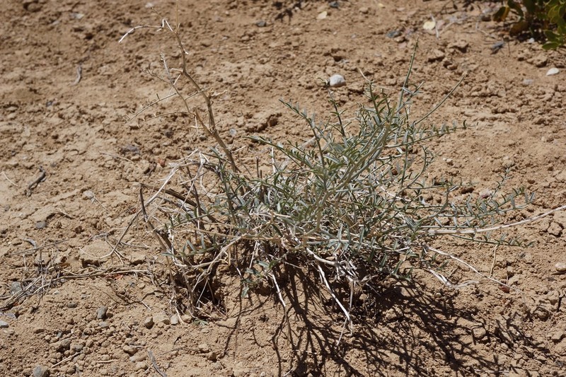 Thickpod Milkvetch photo 6