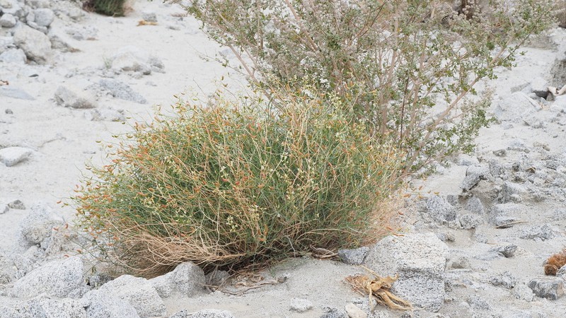 Thickpod Milkvetch photo 7