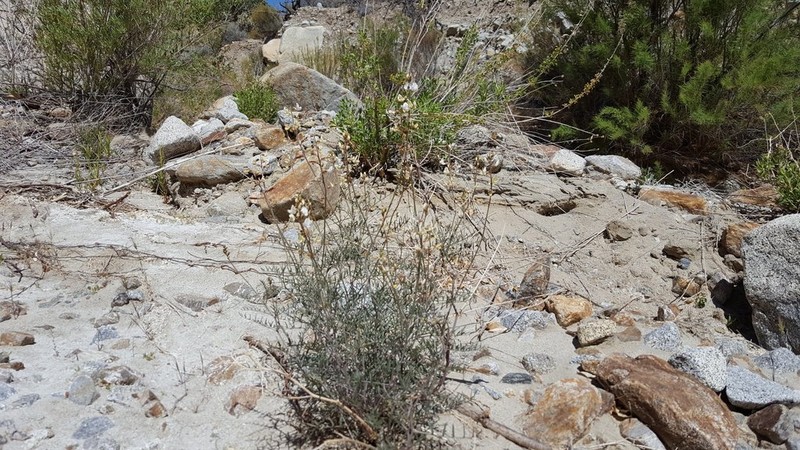 Thickpod Milkvetch photo 8