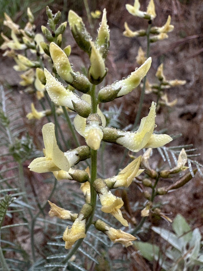 Astragalus pachypus var. jaegeri