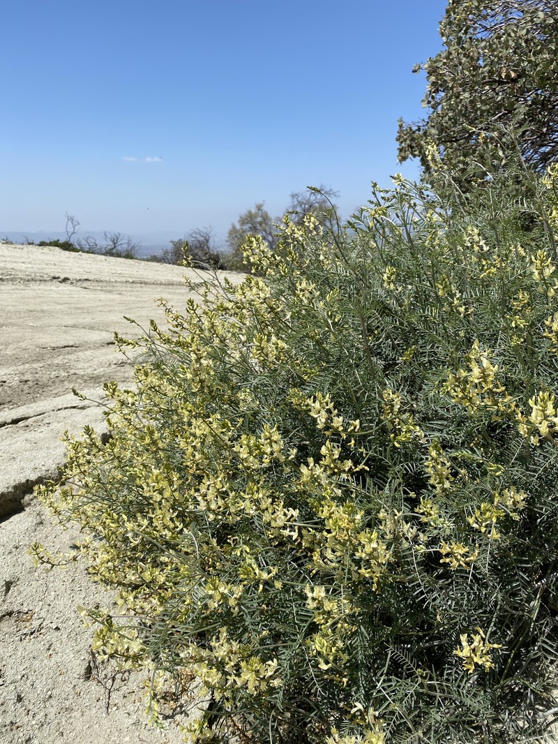 Astragalus pachypus var. jaegeri photo 2