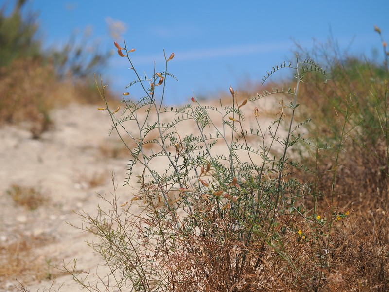 Astragalus pachypus var. jaegeri photo 3
