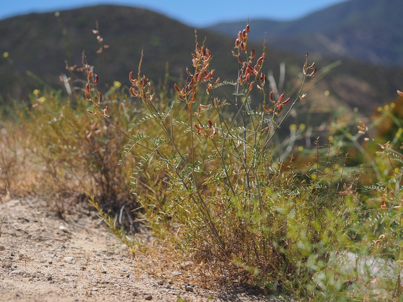 Astragalus pachypus var. jaegeri photo 4