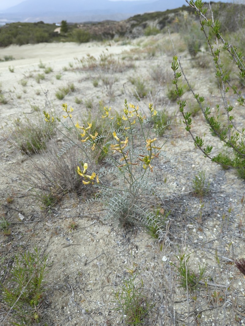 Astragalus pachypus var. jaegeri photo 5