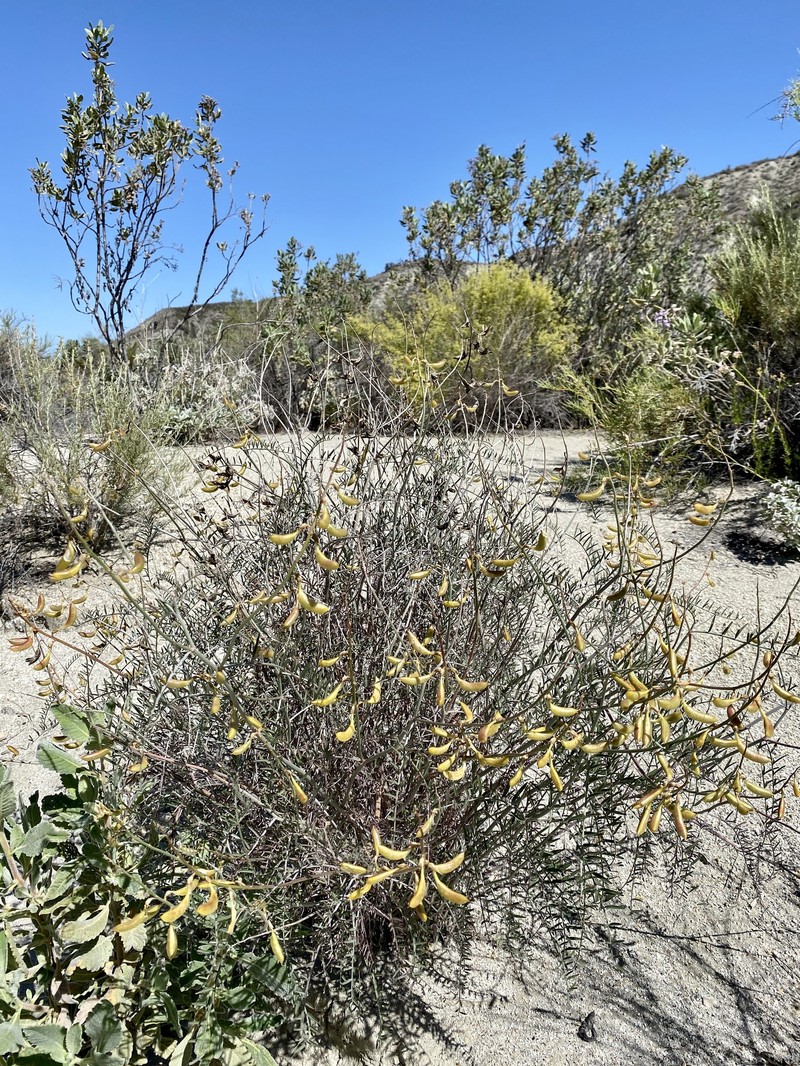Astragalus pachypus var. jaegeri photo 6