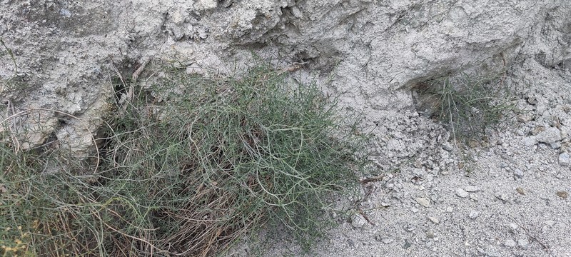 Astragalus pachypus var. pachypus
