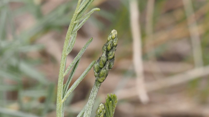 Astragalus pachypus var. pachypus photo 2