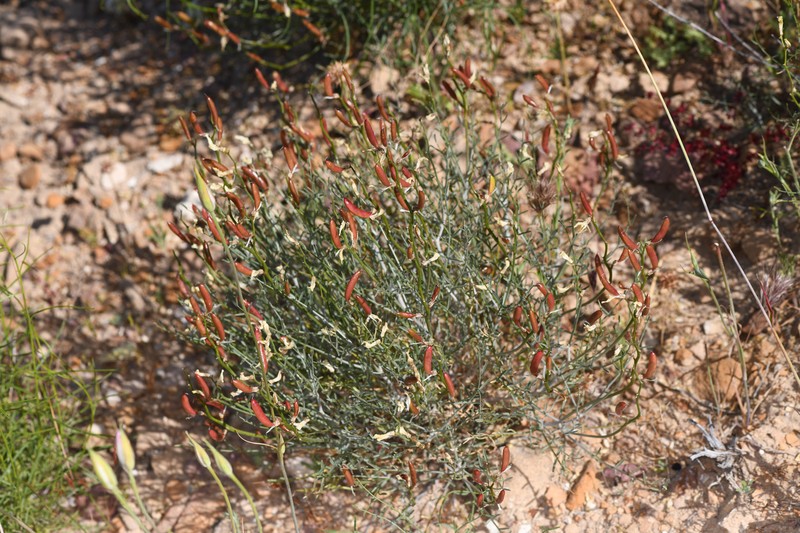 Astragalus pachypus var. pachypus photo 4