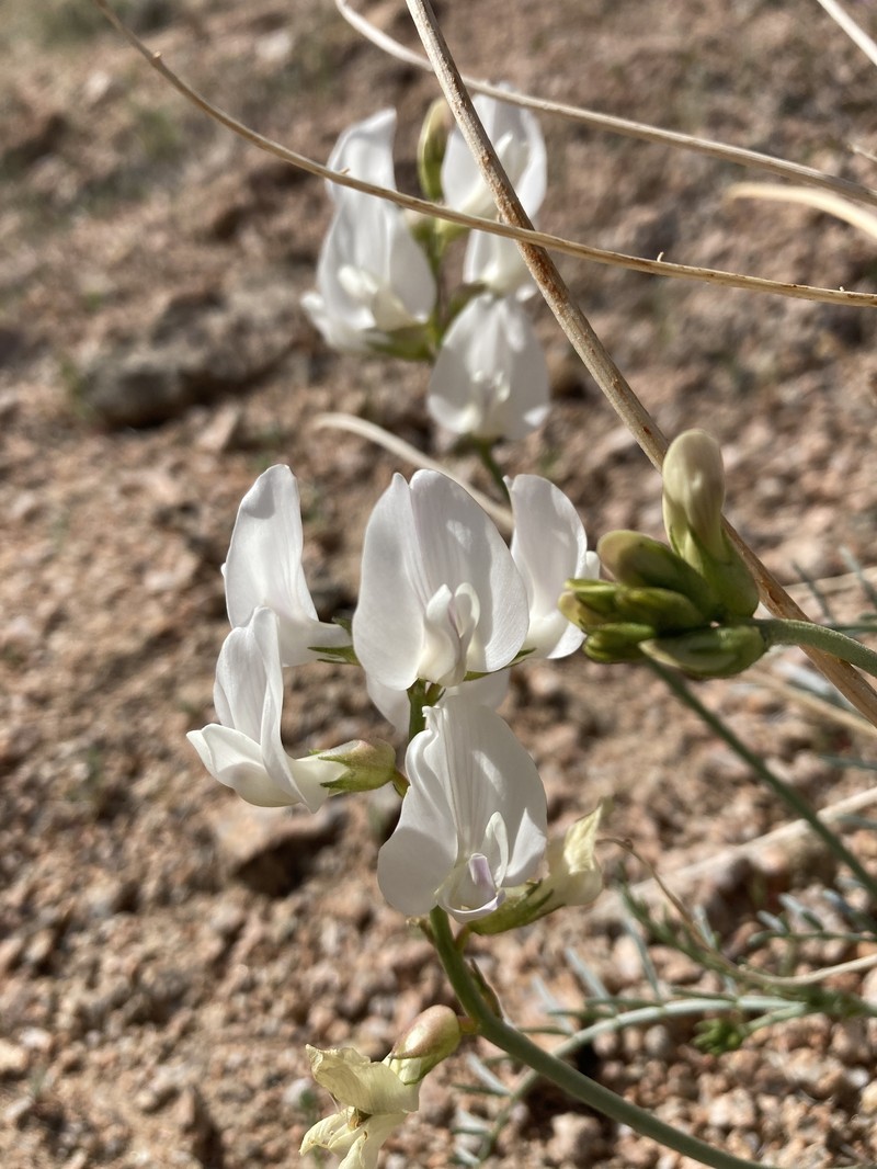 Astragalus pachypus var. pachypus photo 5