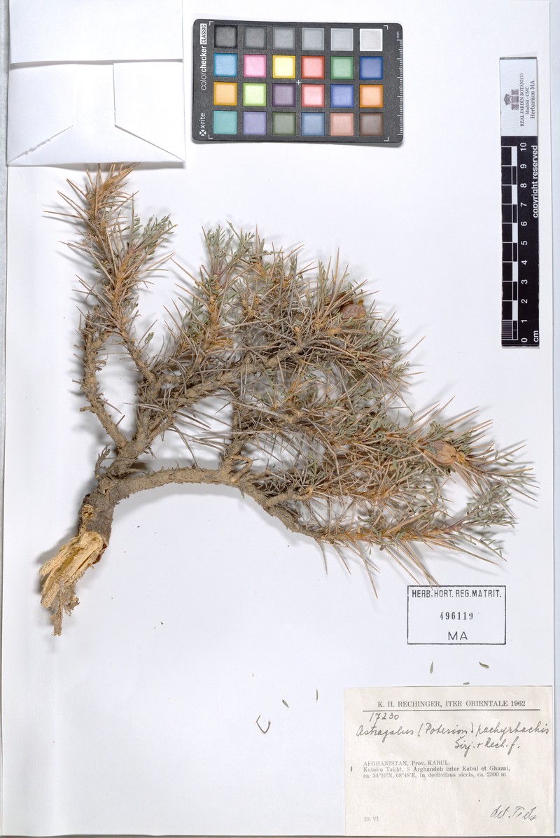 Astragalus pachyrhachis