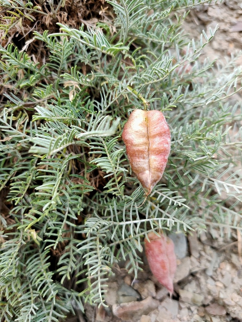 Astragalus pachyrrhizus photo 2