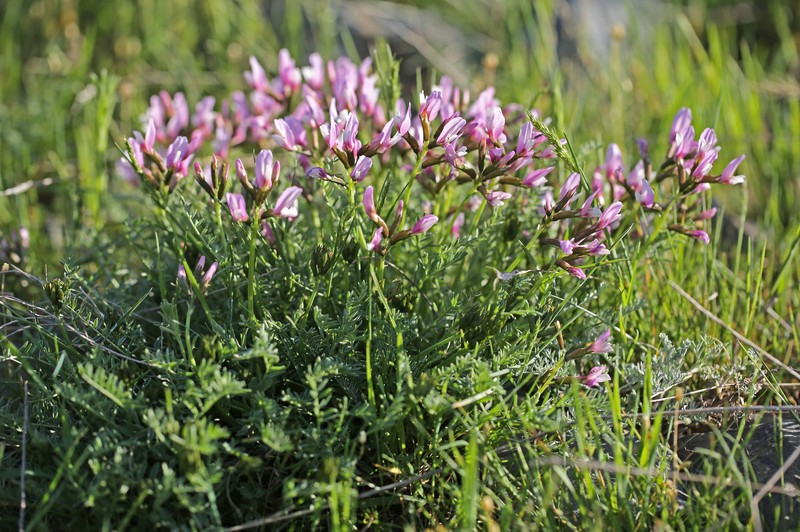 Astragalus pachyrrhizus photo 3